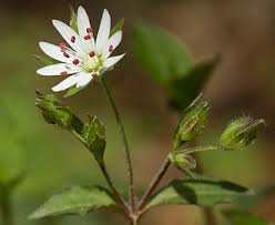 Image result for Stellaria