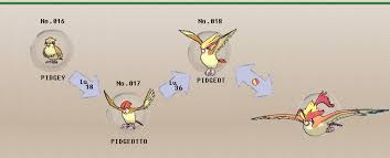 Pidgey Evolution Level Pidgey Evolution Chain Fletchling