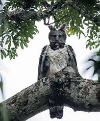 They eat macaws and other large birds, an amazonian apex predator in the amazon rainforest, harpy eagles share top while they do sloths monkeys, also take birds such as. The Sloths Main Predator The Great Harpy Eagle Sloco