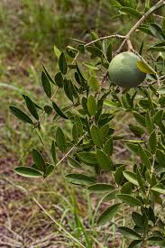 Image result for Strychnos pungens