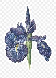 Iris Flower Sticker With White Border Design Element Free Image By Rawpixel Com Nap Iris Flowers Flower Illustration Border Design