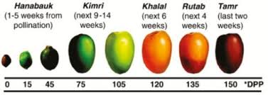 Check a free gallery of single when it comes to online dating, the stages are a bit different but still, after the personal meeting, you. The Antioxidant And Antimicrobial Properties Of Date Palm Fruit
