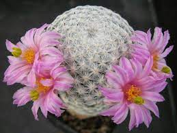 Listen to music from cactus blossoms like mississippi, stoplight kisses & more. Mammillaria Lasiacantha Cactus Rare Free Shipping Etsy Blooming Cactus Cactus Cactus Flower