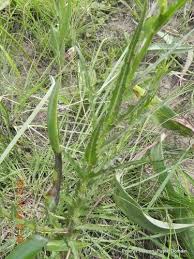 Image result for Wahlenbergia krebsii