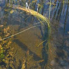 Image result for Eleocharis variegata