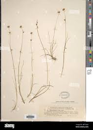 Image result for Rhynchospora holoschoenoides