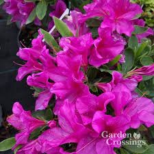 Azalea Bloom A Thon Lavender Buy Rhododendron Shrubs Online Azaleas Rhododendron Plant Flowering Shrubs