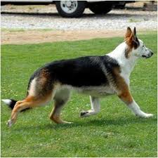 Black And Tan German Shepherd Puppies For Sale Near Me This Is A Panda German Shepherd A Regular 100 Pure Breed German Shepherd But With A Coloring Called Panda German Shepherd German Shepherd Dogs Shepherd Dog