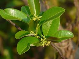 Image result for Cryptolepis cryptolepioides