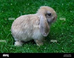Lop rabbit hi-res stock photography and images - Alamy