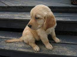 Akc golden retriever puppies are ofa certified and have champion bloodlines. Akc Golden Retriever Puppy With Champion Bloodlines For Sale In Mcminnville Tennessee Classified Americanlisted Com