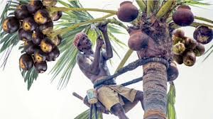 Palm tree seed color is usually tan, brown, black or other earth tones. Toddy Palmyra Fruit Harvesting And Processing India Agriculture Tradition Palmyra Palm Jaggery Youtube