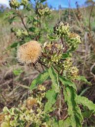 Image result for Vernonia adoensis