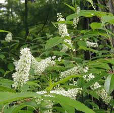 Image result for Prunus serotina