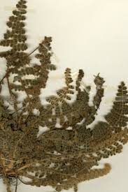 Image result for Cheilanthes perlanata