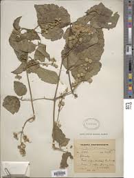 Image result for Clematis hirsuta