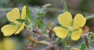 Image result for Onagraceae