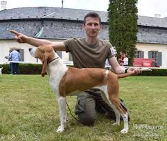 Image result for švycký honič