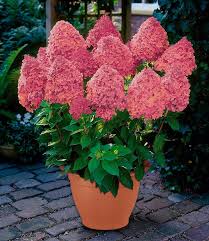 Otto versand angebote & aktionen werden für sie angesammelt, sie können bis zu 30% beim einkaufen auf ottoversand.at sparen. Bcm Geholze Hortensie Magical Fire Ideal Fur Den Garten Und Als Kubelpflanze Online Kaufen Otto