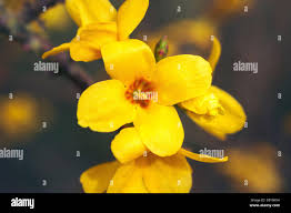 Image result for Jasminum breviflorum