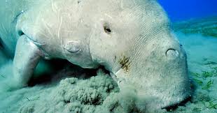 Dugong hunting is still legal in many parts of australia, the cause for their dwindling numbers. Dugongs At Risk From Toxic Algae Australian Geographic