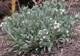 Image result for Oreophyton