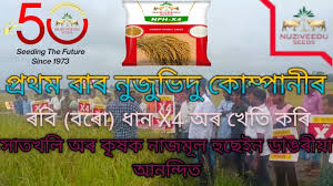 1 ST TIME PADDY X4 CULTIVATION AT SATKHALI, DISTRICT DARRANG