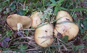 Image result for Suillus weaverae