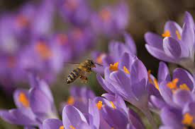 Crocus Flower Meaning Flower Meaning