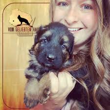 A sleeping puppy is the definition of peace… until they wake up and turn  into a tornado of zoomies. #PuppyLove #GermanShepherds #GSDCommunity  #BreederWithHeart #GermanShepherdBreeder #VomGeliebetenHaus