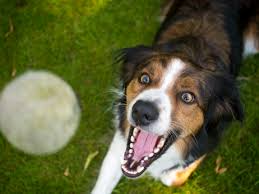 We did not find results for: Playing Safely With Ball Crazy Dogs