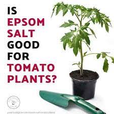 Sulfate works in conjunction with. 5 Unbelievable Things Epsom Salt Does For Tomato Plants You Should Grow