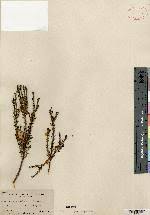 Image result for Cuscuta cassytoides