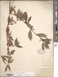 Image result for Hexasepalum sarmentosum