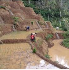 Persawahan Di Desa Puyung - Website Desa Puyung