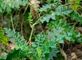 Image result for Acanthus polystachyus