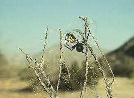 It might surprise you that these arachnids are on the shy side. Black Widow Spider Black Widow Description Black Widow Bite Desertusa
