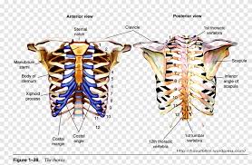 The thorax in other animals. Anatomi Tulang Thorax Rongga Thoracic Skeleton Skeleton Paru Paru Anatomi Png Pngegg