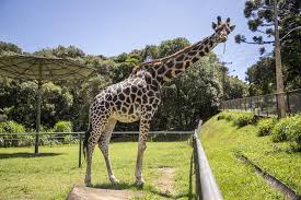 Grátis para uso comercial ✓ atribuição não requerida ✓. Girafa Mais Velha Do Brasil Completa 32 Anos Neste Sabado 1