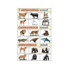 Herbivorous Animals Chart General Knowledge Chart Tri