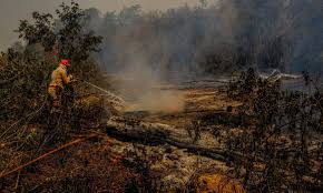 No portal o usuário vai encontrar links, notícias diárias, histórico da prefeitura, editais de licitação, além do ´fala cidadão´, um canal de. Fogo Ja Destruiu 3 461 Milhoes De Hectares Do Pantanal Agencia Brasil