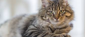 Veteriner Muayene Ucretleri Kedi Asi Fiyatlari 2019 Suzionline