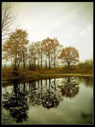 Woods By The Water Spaces To Think In 2019 Reflection Photography Example Of Reflection Und Photography