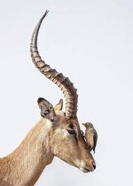 43 Of The Most Adorable Pictures Of Animals Ever Taken In 2020 Animal Photography Wildlife Wild Animals Photography Comedy Wildlife Photography