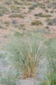 Image result for Eriosema rhynchosioides