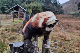 A notable name of sikkim wildlife is home to some of the most exotic animals such as the asiatic black bear, red fox and about 300 red pandas which also happens to be the largest number in the world reserved at one place. Indian Scientists Building Dna Database To Protect The Elusive Red Panda