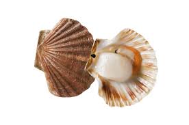 Che lulù ci propone una vecchia ricetta, quella risalente alla bisnonna. Canestrello Hellofish