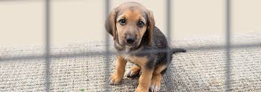 Pet urgent care 428 w 800 n orem, ut 84057. Where To Adopt Your Next Pet In Utah