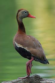 Black And White Wild Duck Species Black Bellied Whistling Duck Dendrocygna Autumnalis Beautiful Birds Wild Birds Bird