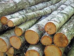 Check spelling or type a new query. White Birch Logs Heap Forest Tree Core Details Environment Stock Photo Picture And Royalty Free Image Image 10827133